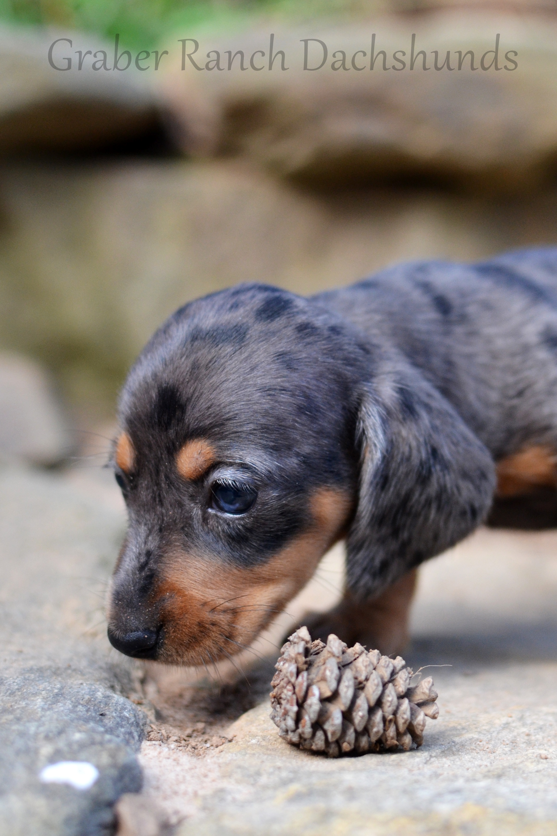 baby dachshund for sale