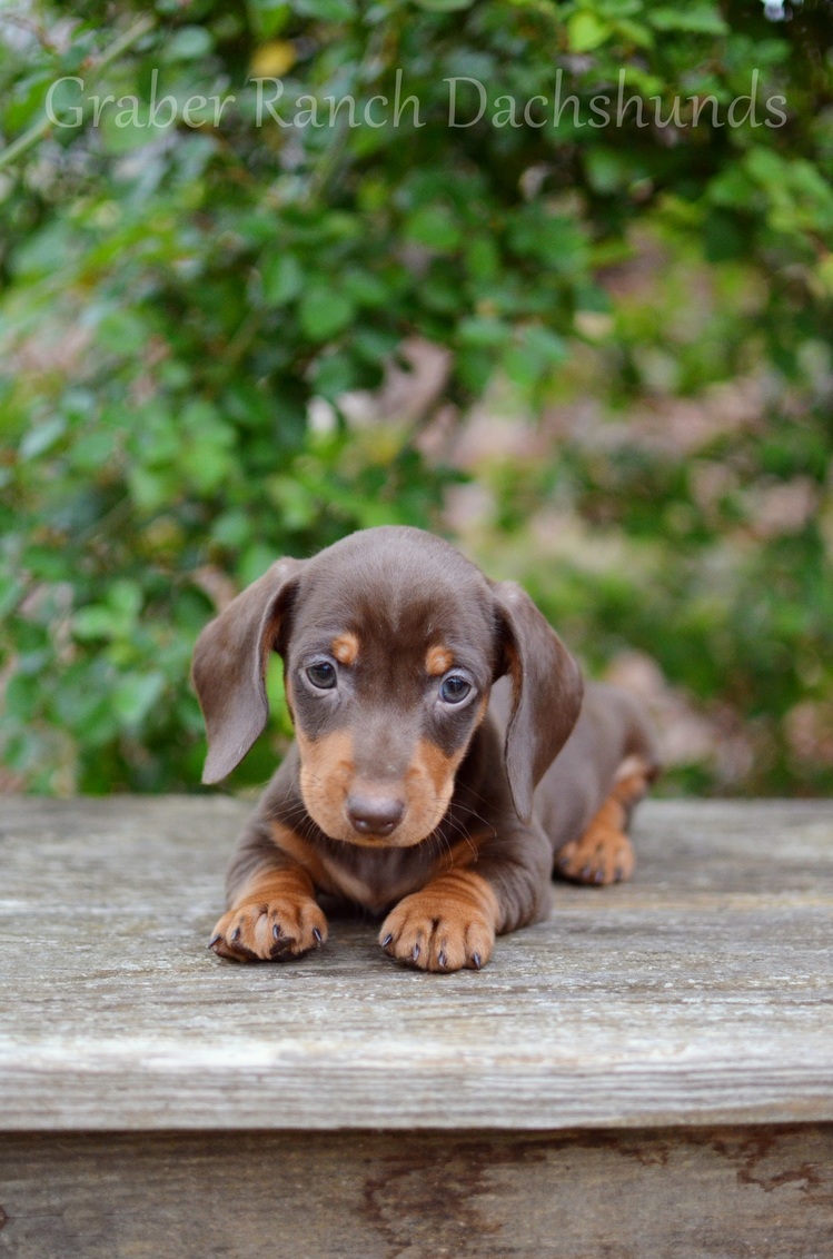 dachshund puppies for sale near me